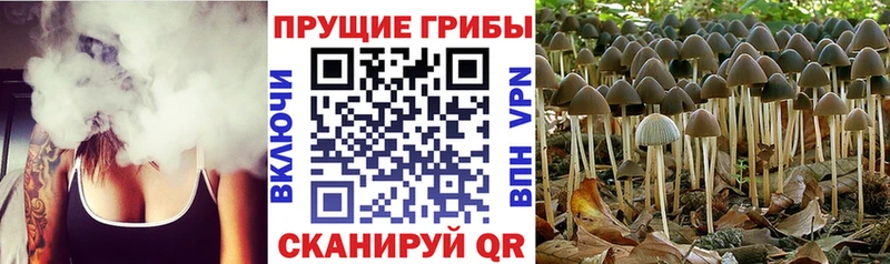OMG ссылка  Приозерск  Галлюциногенные грибы мицелий 